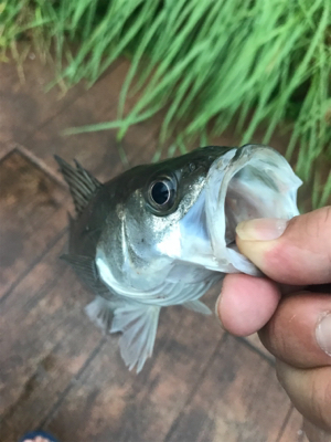 デイのシーバスは気持ちいい