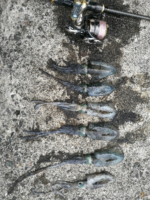 アオリイカ新子調査