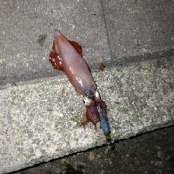 ケンサキエギング