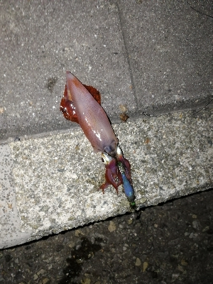 ケンサキエギング