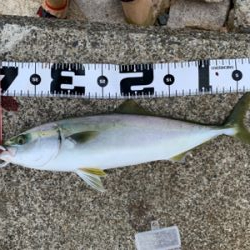 久々のショアジギ