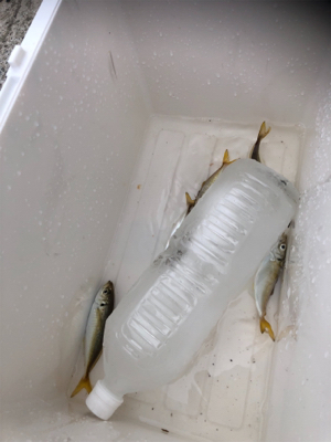 マナー違反な釣り人…