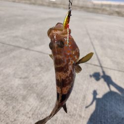 キジハタまだまだ好調