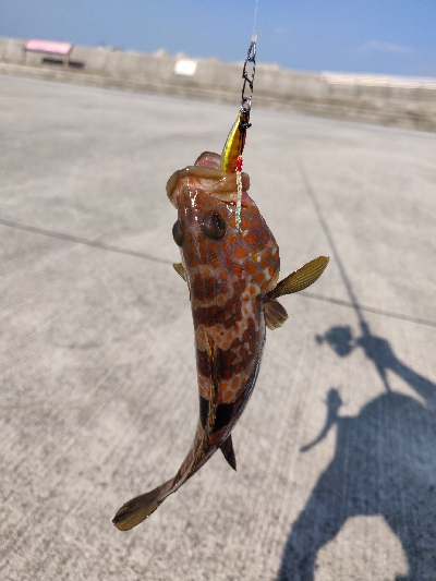 キジハタまだまだ好調