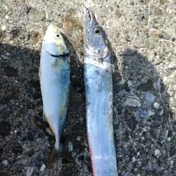 タチウオ　青物狙い