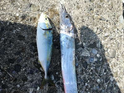 タチウオ　青物狙い
