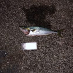 親父の釣行 淡路島編