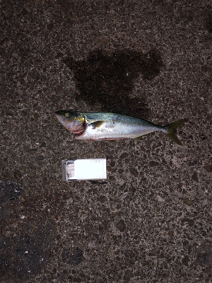 親父の釣行 淡路島編