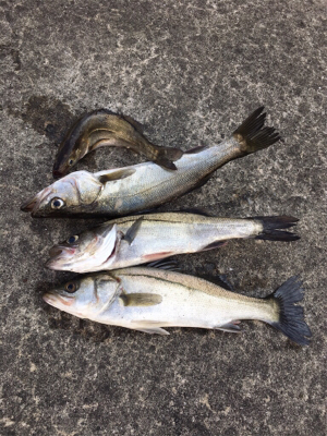 干潮前後で楽しめました