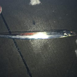 タチウオテンヤ