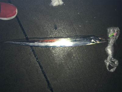 タチウオテンヤ