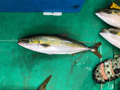 東田丸 ジギング