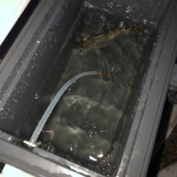 タチウオ調査兼ねての青物