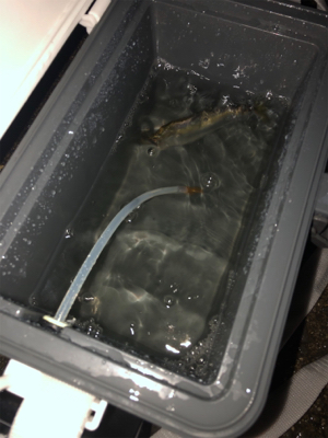 タチウオ調査兼ねての青物