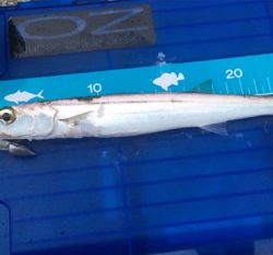 関西釣行ラスト！？