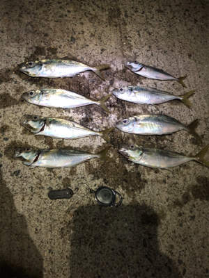 豆アジシーズン到来