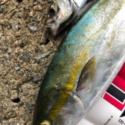 ハマチサイズまであと少し^_^