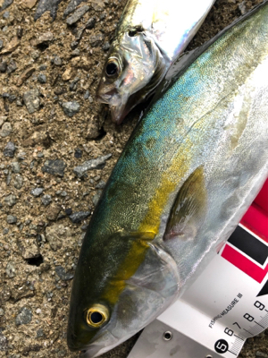 ハマチサイズまであと少し^_^