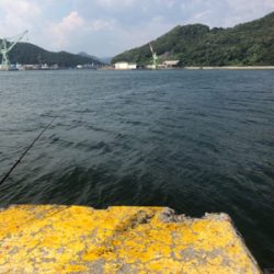 サヨリ、サビキ