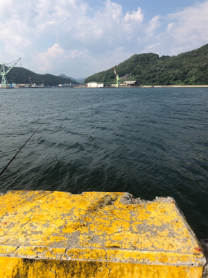 サヨリ、サビキ