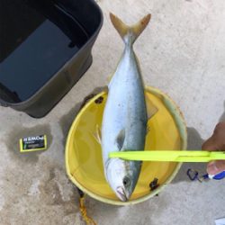 またまた 懲りずに・・・