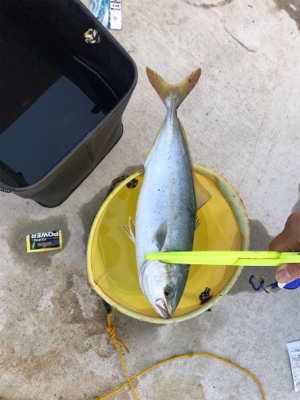 またまた 懲りずに・・・