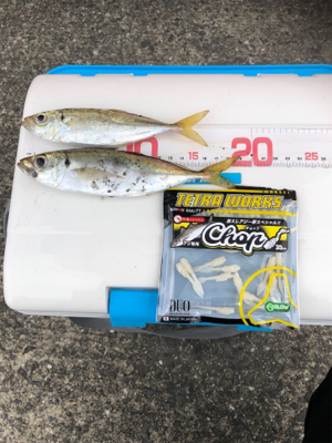 いつものアジング