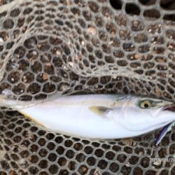 青物ボイル祭り