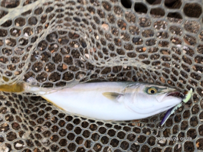 青物ボイル祭り