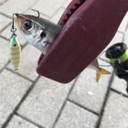 ジグサビキゲーム