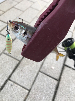 ジグサビキゲーム