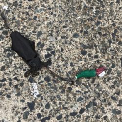 エギング新子調査行ってまいりました