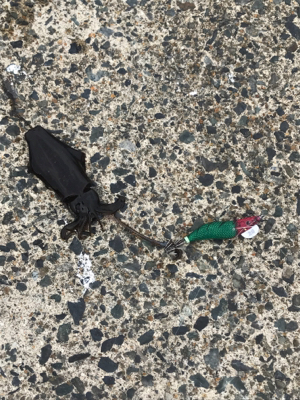 エギング新子調査行ってまいりました