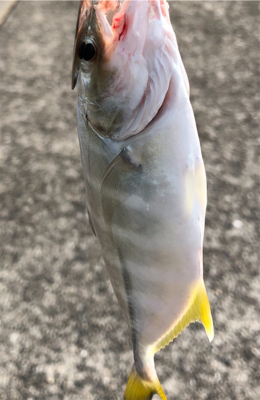 夏の終わりの思い出   ギンガメアジ