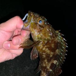 エギングタックルでロックフィッシュ