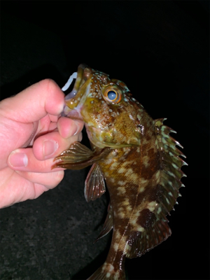 エギングタックルでロックフィッシュ