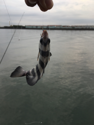 思ってたんと違う…