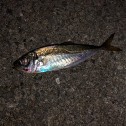 朝まずめアジング、サバゲー