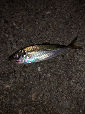 朝まずめアジング、サバゲー