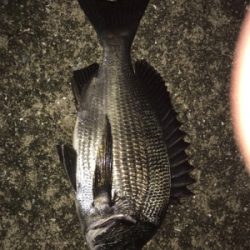 夏チヌは小さめ？