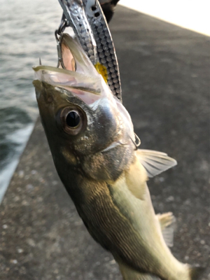 シーバスちゃん