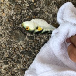 鳴尾浜海釣り公園