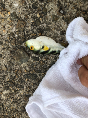 鳴尾浜海釣り公園