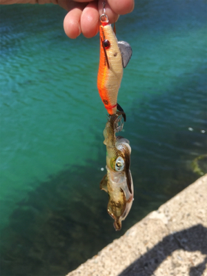 アオリが釣りたくて