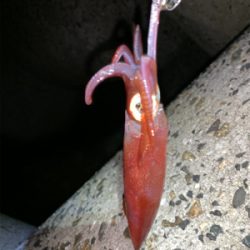 ケンサキイカ⑦