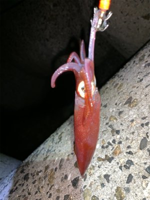 ケンサキイカ⑦