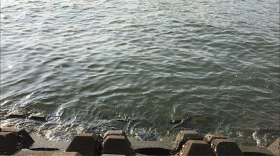 初めてのウキ釣り