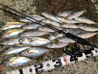 ジグ単アジングin泉南