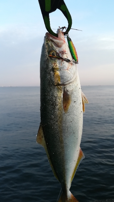 ライトショアジギング