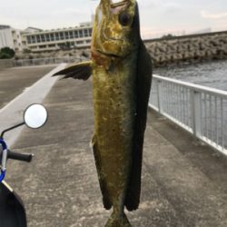 シイラの幼魚？